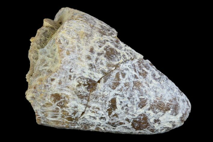 Fossil Crocodile (Goniopholis) Tooth - Aguja Formation, Texas #116672